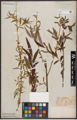 Foto von Salix babylonica L.